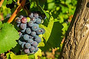 Deutsch: Weinrebe, Vitis vinifera subsp. vinifera English: A cultivated Common Grape Vine, Vitis vinifera subsp. vinifera