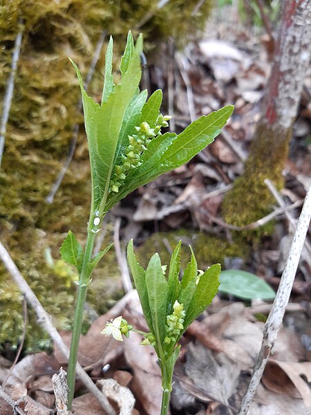 File:20220403 113131 Mercurialis perennis L.jpg