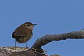 * Nomination Juvenile House Wren Missing Tail Feathers, South Meadows Trail, East Hartford CT USA --Pdanese 01:06, 07 April 2024 (UTC) * Promotion  Support Good quality. --Rjcastillo 01:29, 7 April 2024 (UTC)