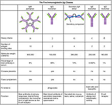 2221 Five Classes of Antibodies new.jpg