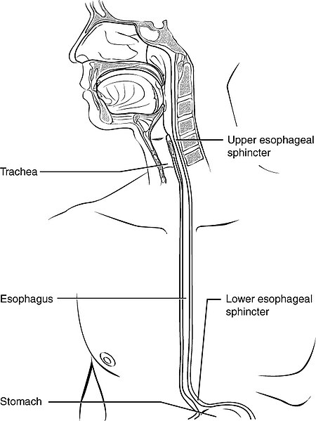 File:2412 The Esophagus.jpg