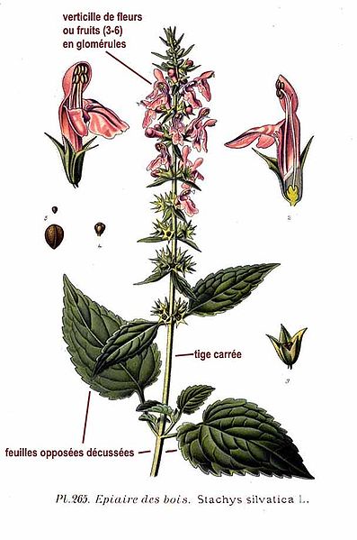 File:265 Stachys silvatica L.jpg