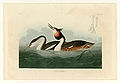292. Crested Grebe