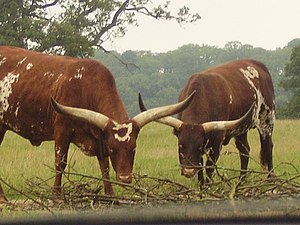 2ankole sığır.jpg