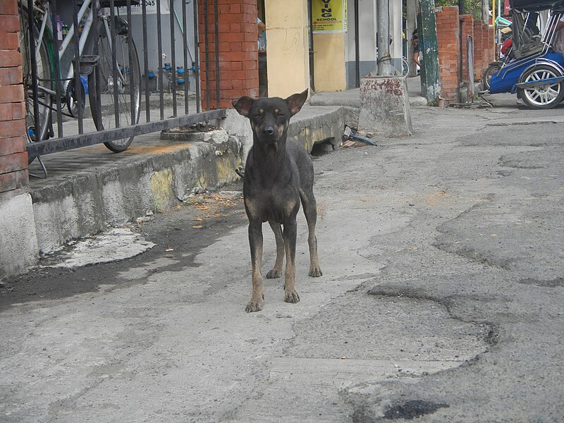 File:3038Poblacion Baliuag, Bulacan Town Proper 01.jpg