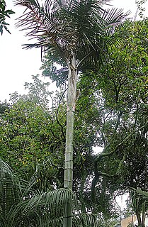 <i>Ceroxylon ventricosum</i> Species of palm