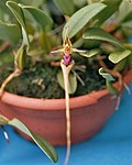 A and B Larsen orchids - Bulbophyllum putidum 1052-8z.jpg