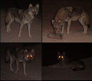 Un esemplare solitario (con il mantello invernale) nella regione meridionale del deserto di Arava, Israele.