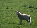 A friendly lamb - geograph.org.uk - 1640463.jpg