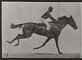 A galloping horse and rider. Plate 13 Wellcome L0038069.jpg