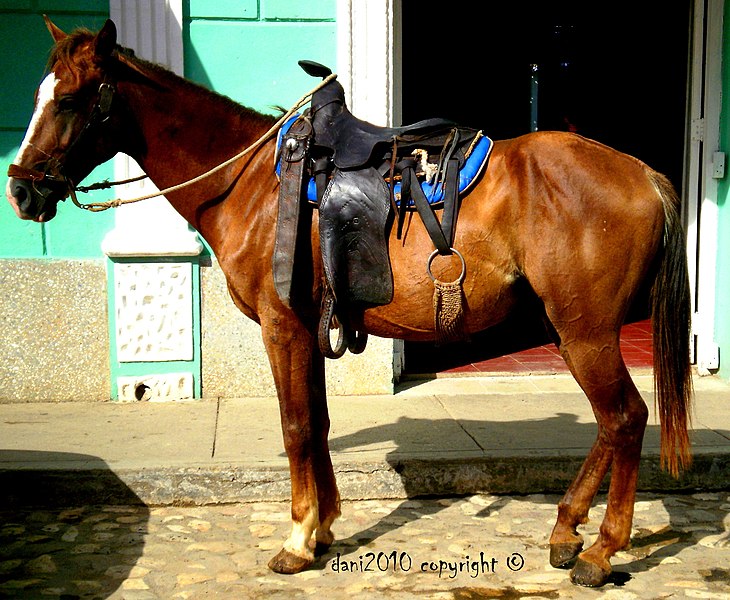 File:A horse waiting for his owner - Un caballo esperando a su dueño - panoramio.jpg