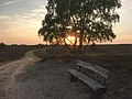 Abendstimmung im Naturschutzgebiet Lüneburger Heide.jpg