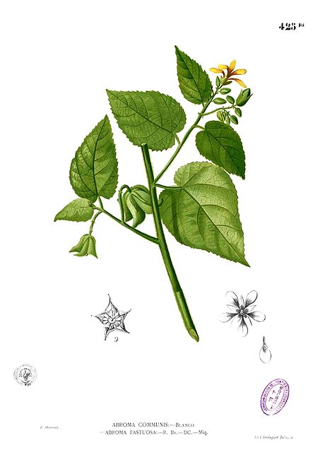 Abroma (Malvaceae)