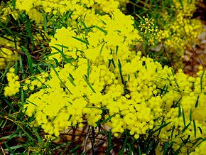 İmage Acacia fimbriata 02.jpg açıklaması.