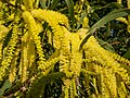 Acacia leiocalyx inflorescences, 7th Brigade Park, Chermside, Queensland.