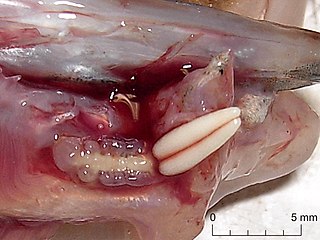 <i>Acanthochondria limandae</i> species of crustacean