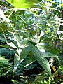 Acer Serrulatum (Taiwan)