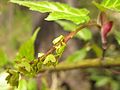 Acer crataegifolium 2.JPG