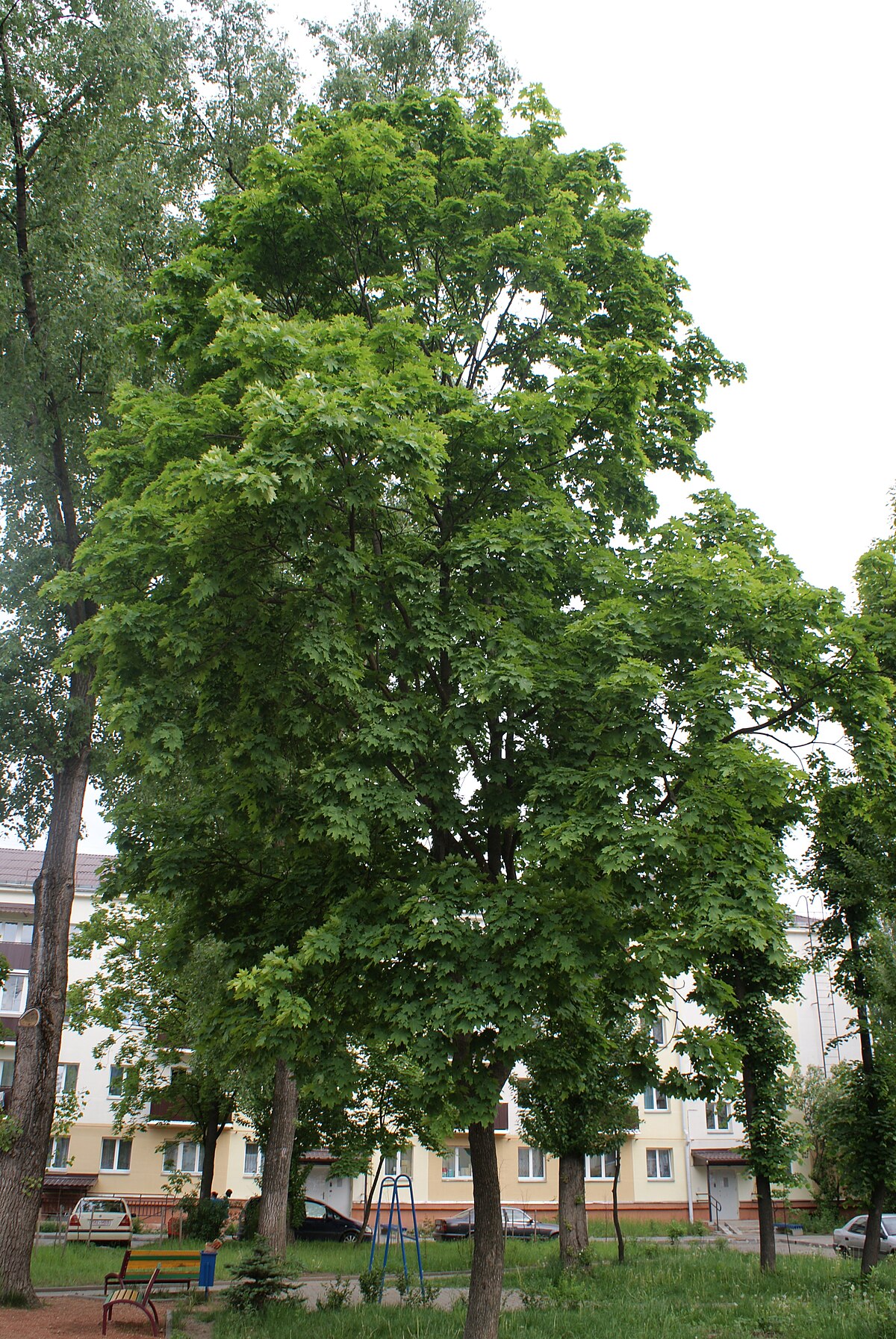 Acer platanoides 'Marit'