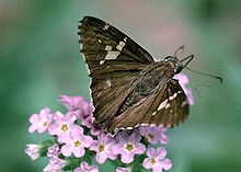 Achalarus lyciades 1226893 (cropped).jpg