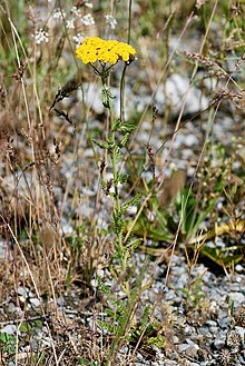 Achillea arabica.jpg