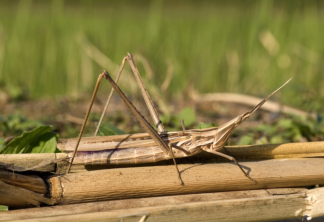 File:Acrida cinerea 08Oct13.jpg