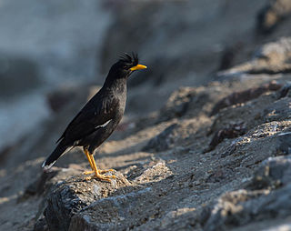 <span class="mw-page-title-main">Great myna</span> Species of bird