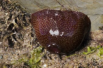 Actinia fragacea No. 2 (Strawberry anemone)