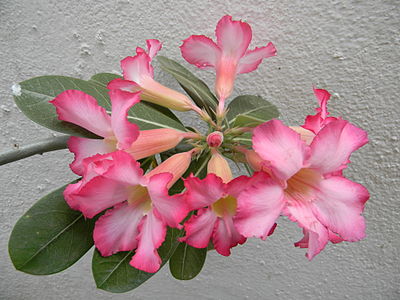 Variedade mais comum com flores rosadas