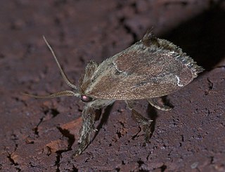 <i>Adoneta spinuloides</i> Species of moth