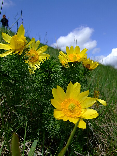 File:Adonis vernalis, Ponidzie, spring 2007.jpg