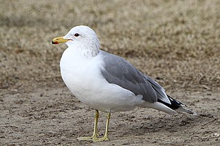 Die Kaliforniermöwe ist eine 