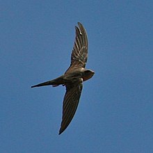 Afrikaanse Palm Swift tijdens de vlucht.jpg