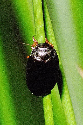 <i>Agabus bipustulatus</i> Species of beetle