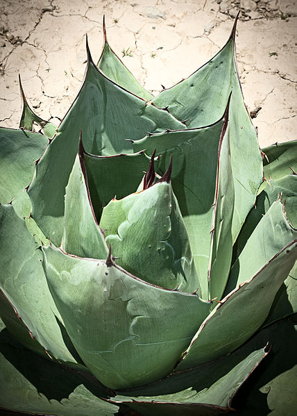 File:Agave parrasana o Maguey de parras.jpg