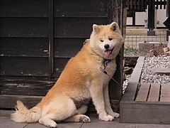 File:Akita dog Bukemaru in Kakunodate, April 2023 04.jpg