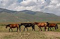 Ala-Bel pass, Kyrgyzstan (30629821708).jpg