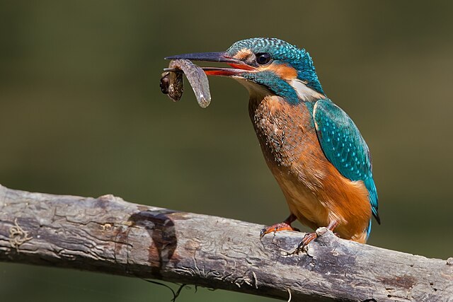 A kingfisher eating a tadpole near the Ariège river, France