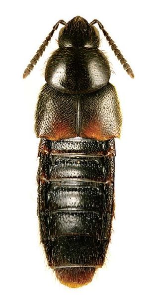 <span class="mw-page-title-main">Aleocharina</span> Subtribe of beetles