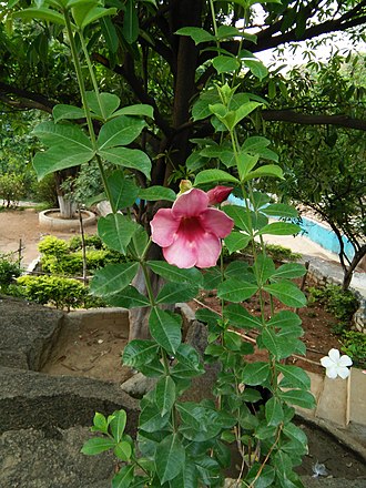 Allamanda blanchetii flowers and foliage in Jharkhand, India. Allamanda blanchetii 3.jpg