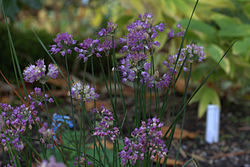 Allium Taquetii var. 
 Taquetii GotBot 2015.001.jpg