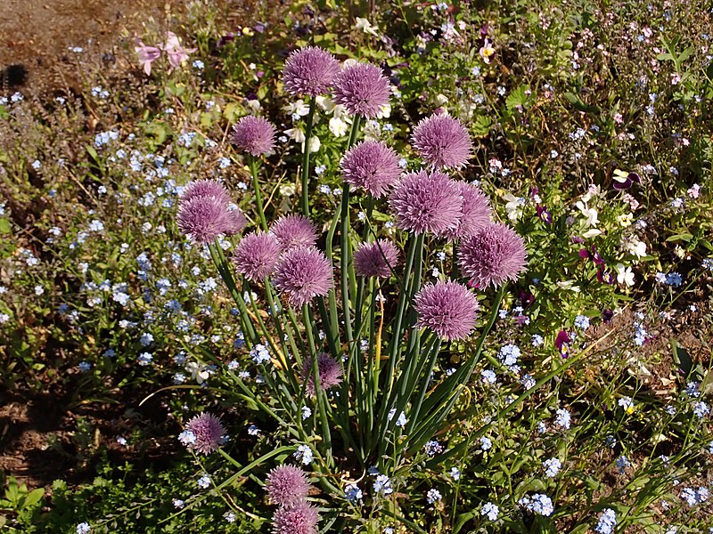 File:Allium schoenoprasum 2021-06-05 8144.jpg