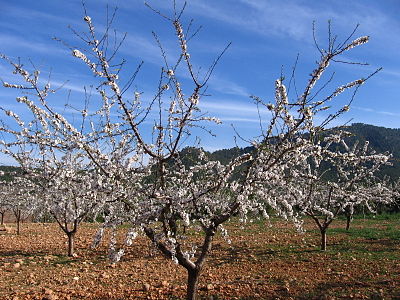 Деревья армении. Миндаль (Prunus Dulcis). Миндаль черешковый куст. Prunus Amygdalus плодовые деревья. Prunus Amygdalus орехи.