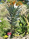 Aloe pillansii - Val Rahmeh - DSC04431.JPG