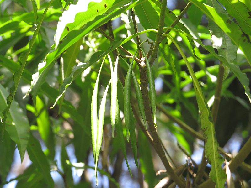 File:Alstonia venenata - Poison Devil Tree - at Mannavan Shola, Anamudi Shola National Park, Kerala (2).jpg