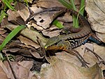 Holcosus festivus Ameiva festiva02.jpg