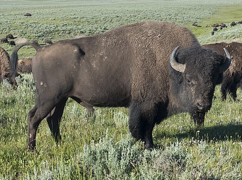 Бизон г. Бизон (Bison Bison). Американский Степной Бизон. Американского бизона (Bison Bison),. Самка бизона.