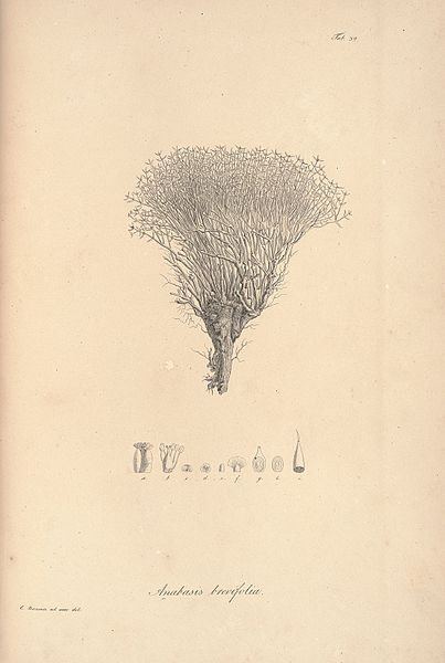File:Anabasis brevifolia, Icones plantarum tab.39.jpg