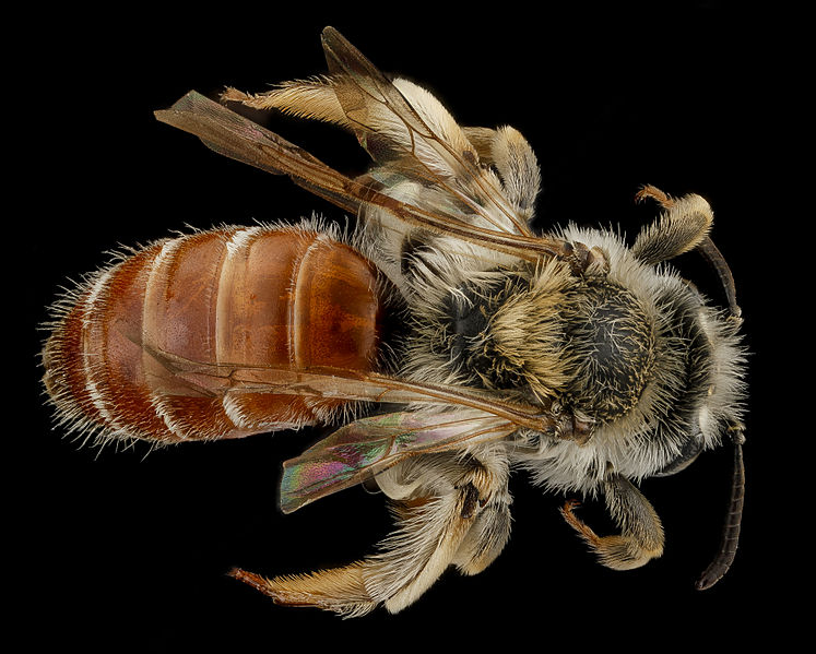 File:Andrena andrenoides, F, back, South Dakota, Pennington County 2012-12-12-14.00.57 ZS PMax (8313032220).jpg