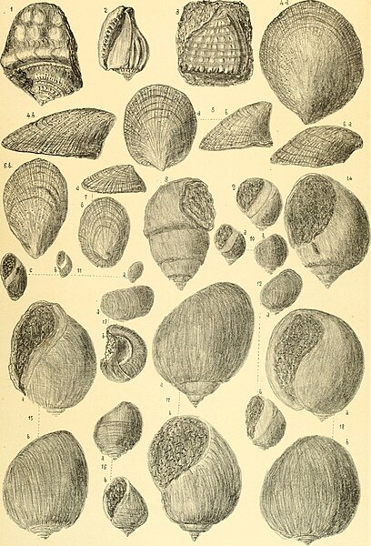 File:Annales de géologie et de paléontologie (1896) (18013635140).jpg